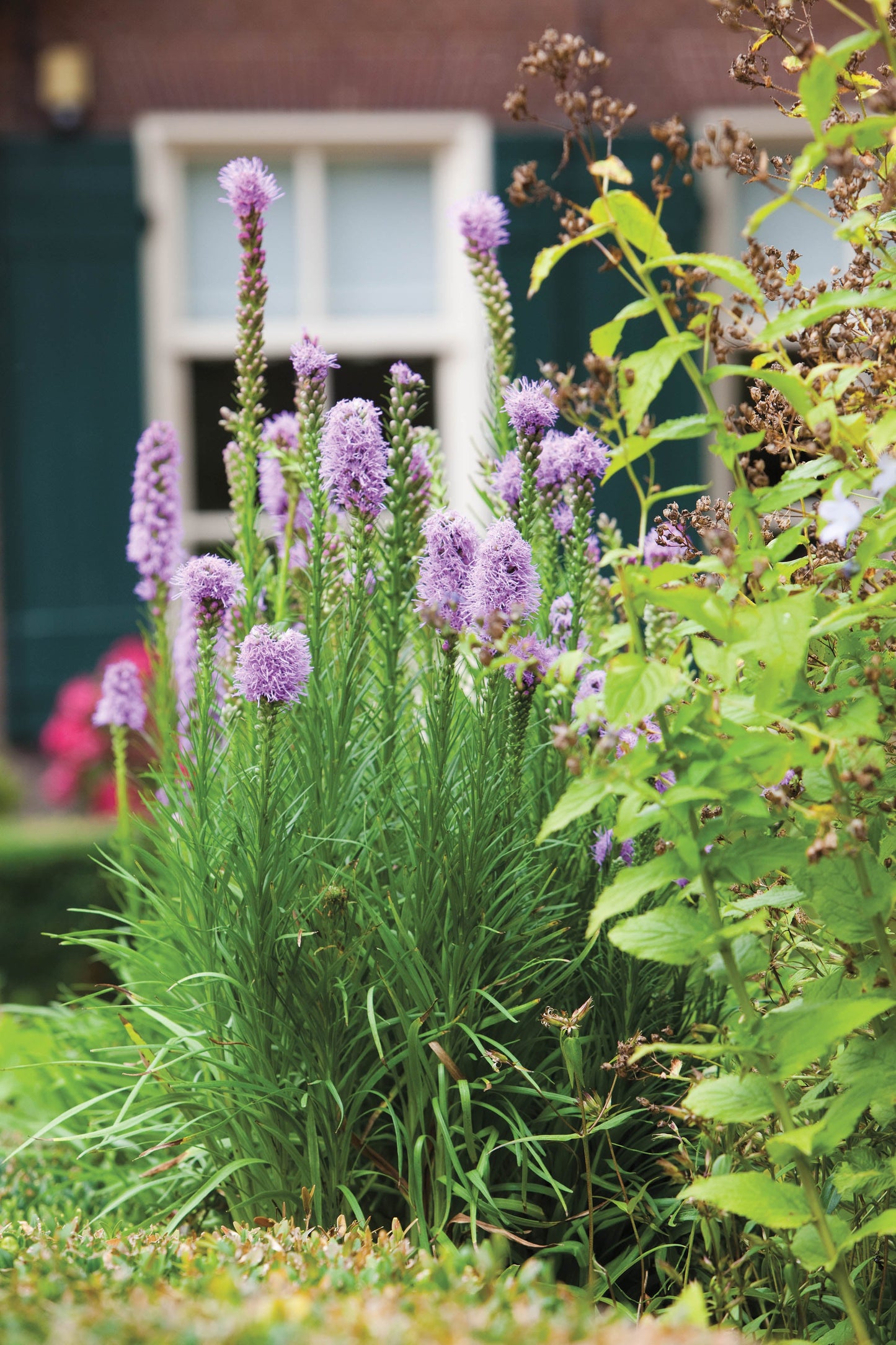 Spike Gayfeather Dense Blazing Star