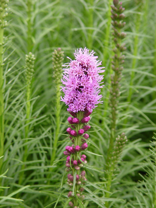 Spike Gayfeather Dense Blazing Star