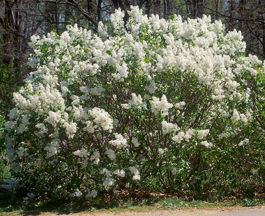 Lilac 'Betsy Ross'