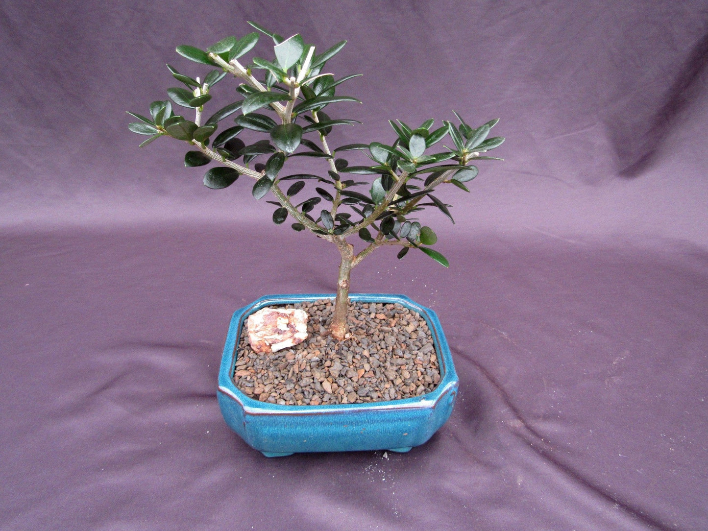 Little Ollie European Olive Bonsai Tree