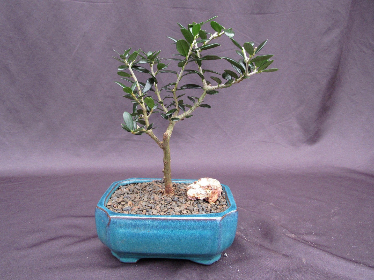 Little Ollie European Olive Bonsai Tree