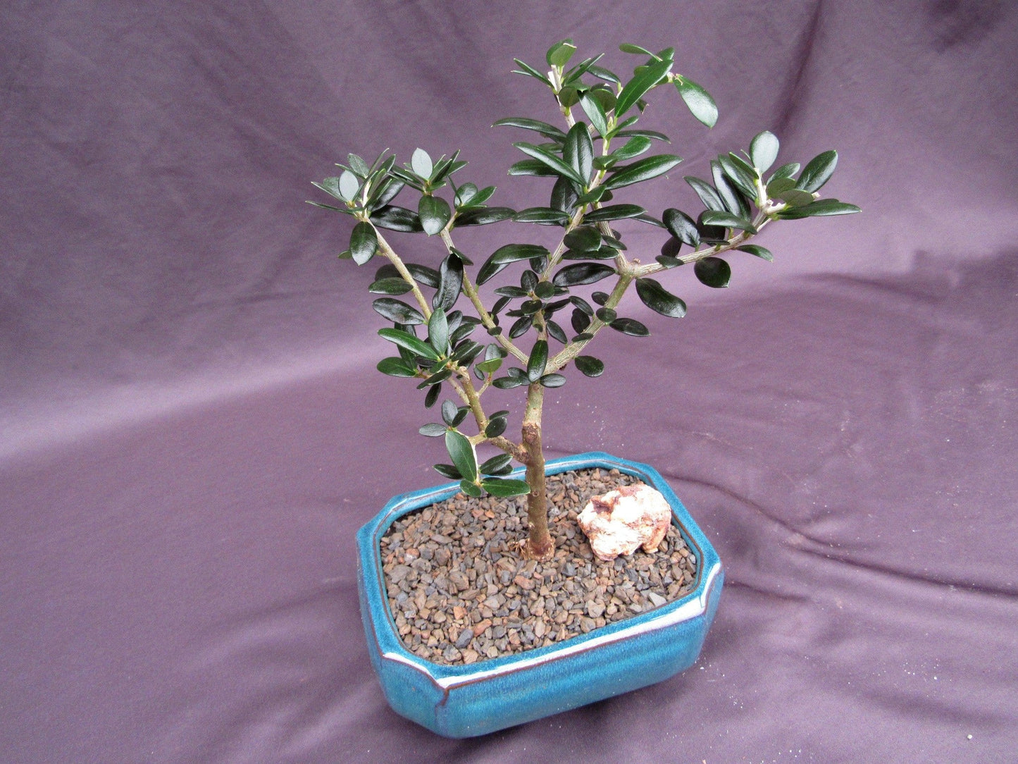 Little Ollie European Olive Bonsai Tree