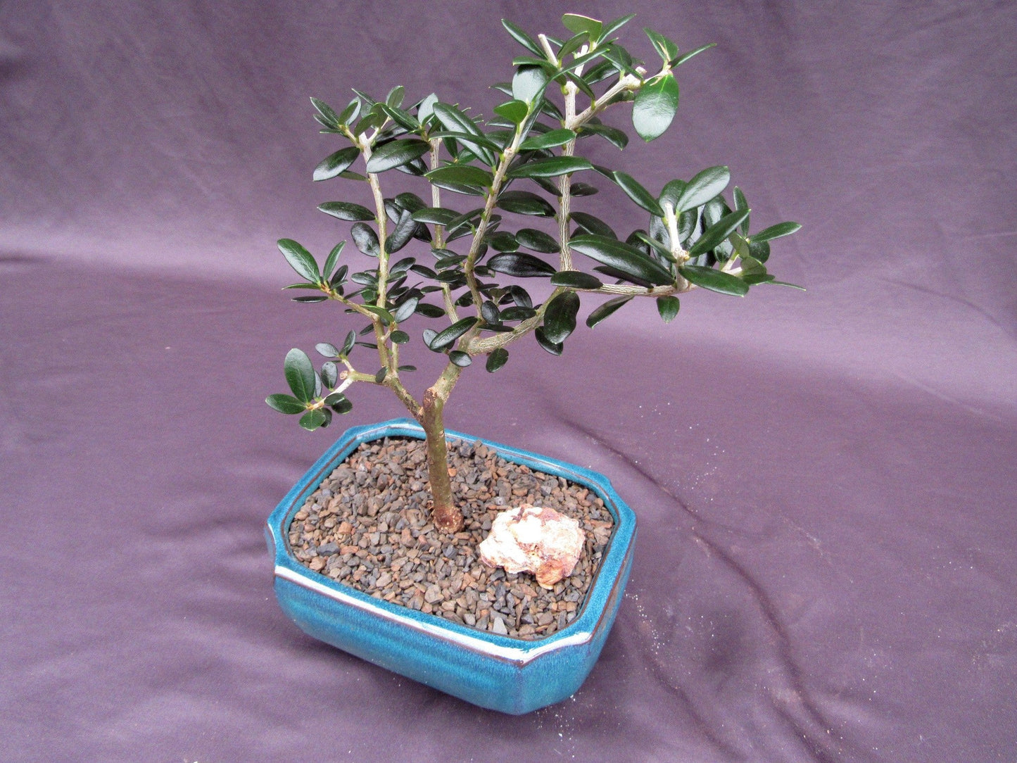 Little Ollie European Olive Bonsai Tree