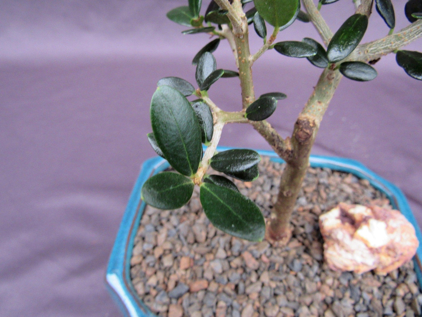 Little Ollie European Olive Bonsai Tree