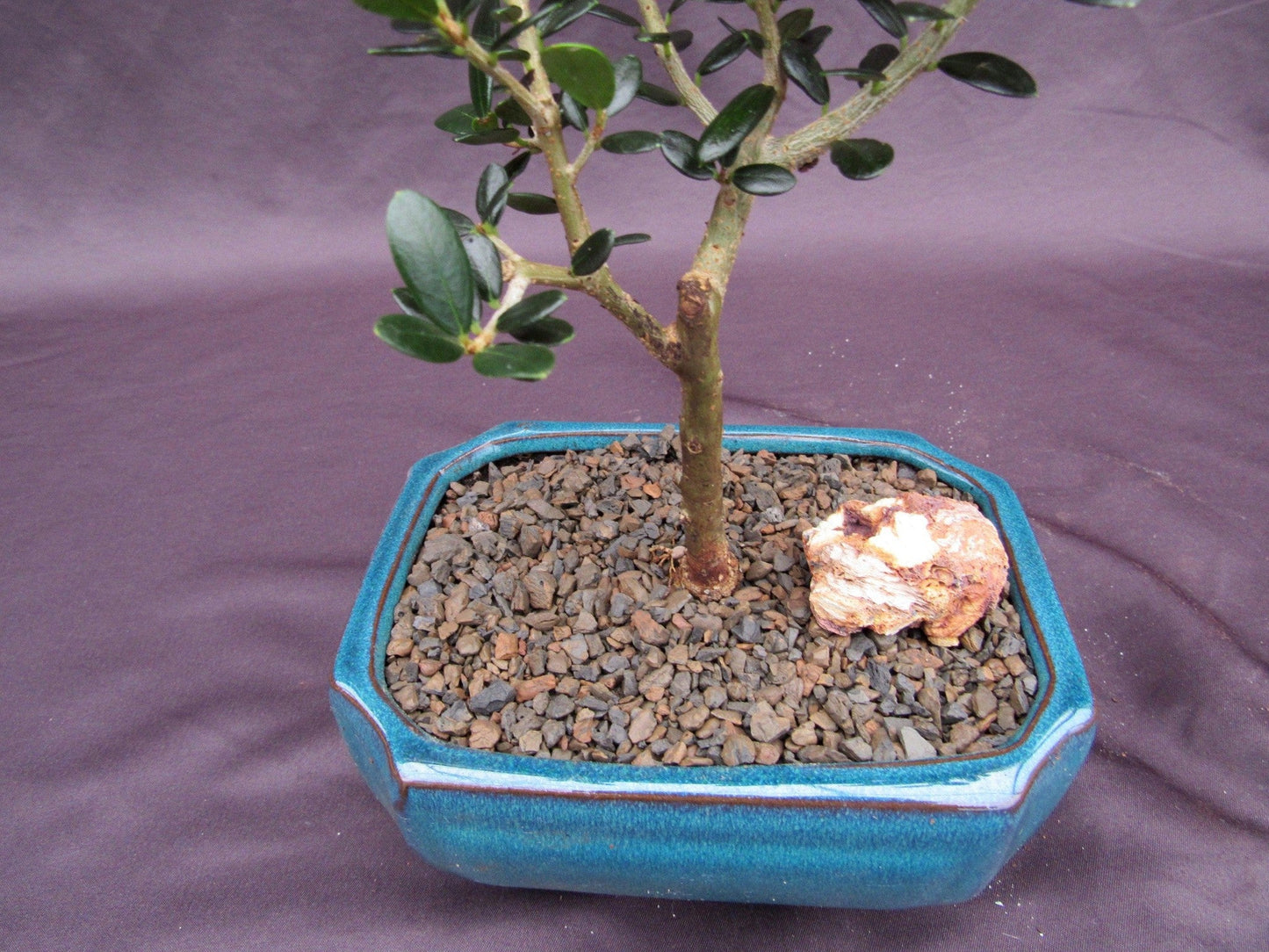 Little Ollie European Olive Bonsai Tree