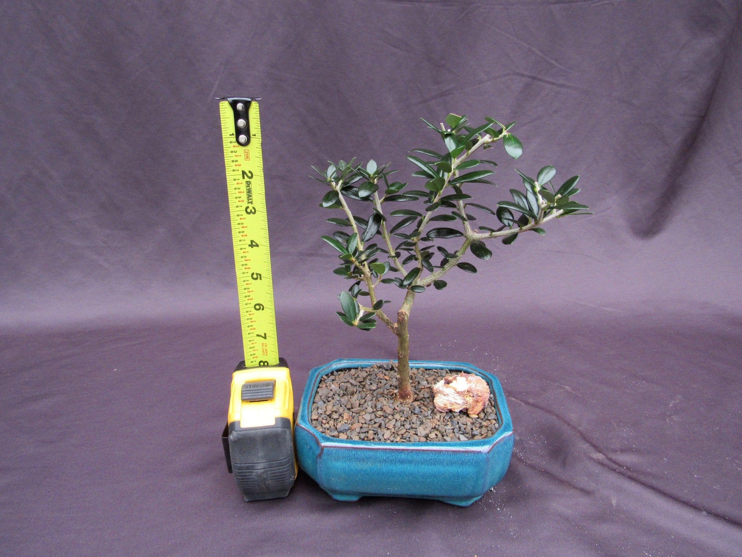 Little Ollie European Olive Bonsai Tree