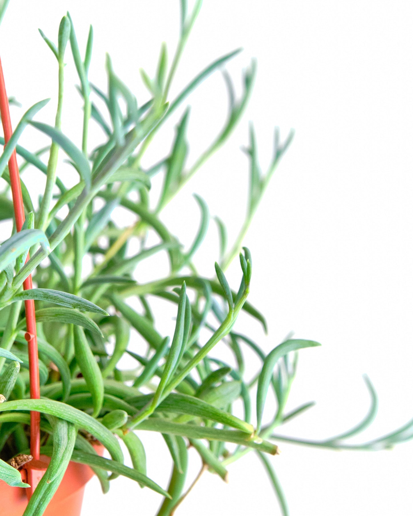 Senecio Radicans 'String of Fishhooks'