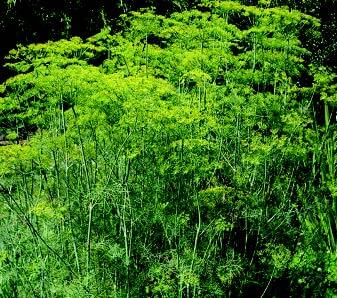 Dill Seeds, Mammoth Long Island