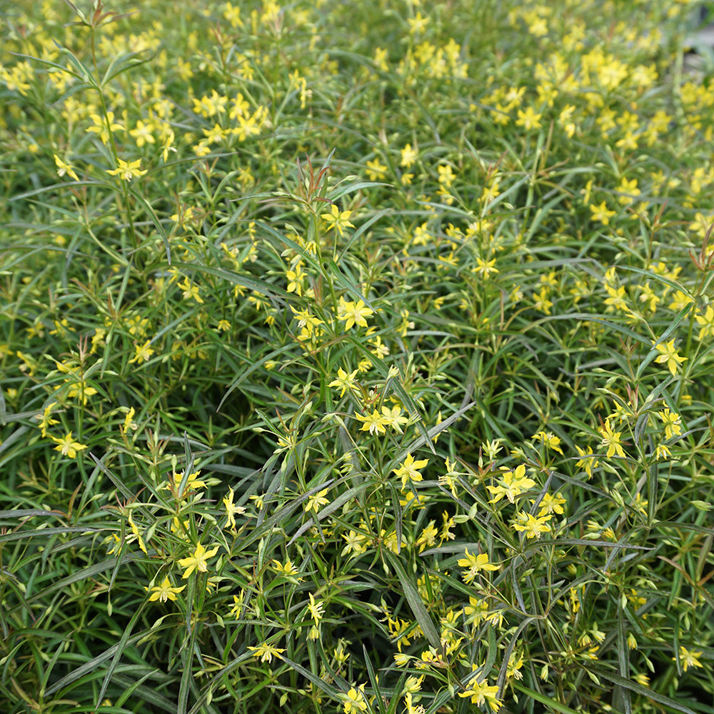 Lance-leaved Loosestrife