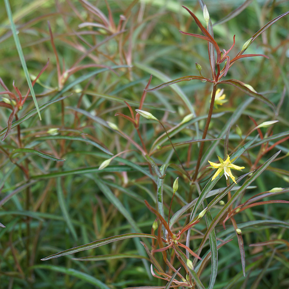 Lance-leaved Loosestrife