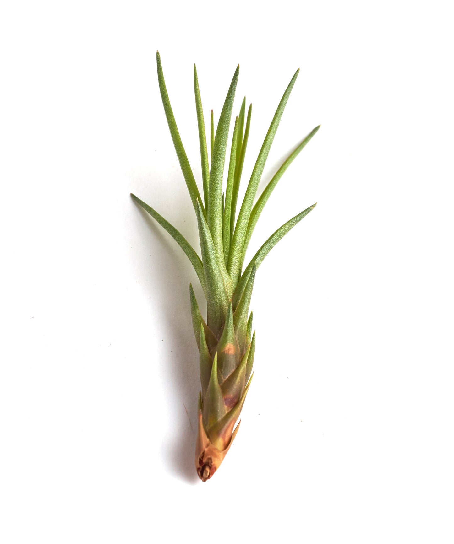 Tillandsia Melanocrater