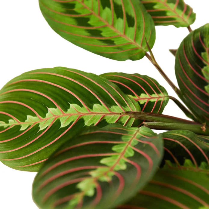 Maranta Red 'Prayer Plant'