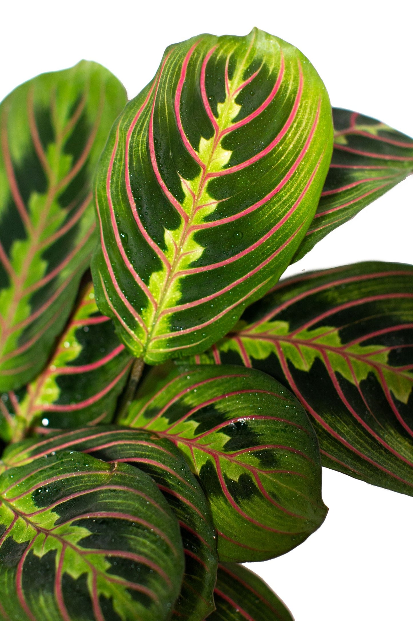 Maranta Red 'Prayer Plant'