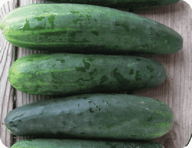 Marketmore 76 Cucumber Seeds