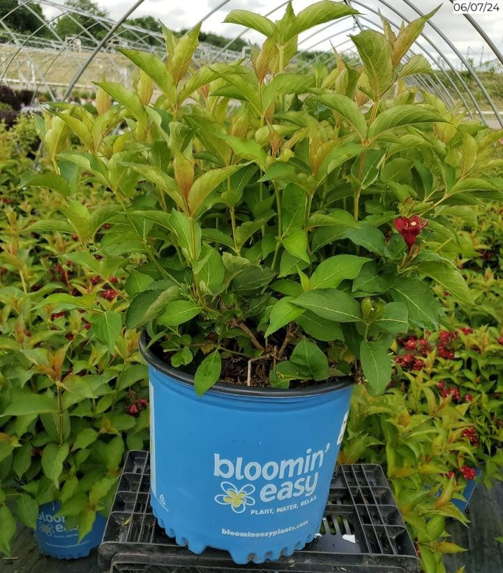 Maroon Swoon&#8482; Weigela