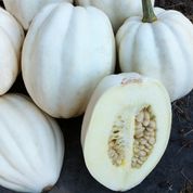 Mashed Potatoes Hybrid Winter Squash