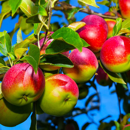 Apple Tree 'McIntosh'