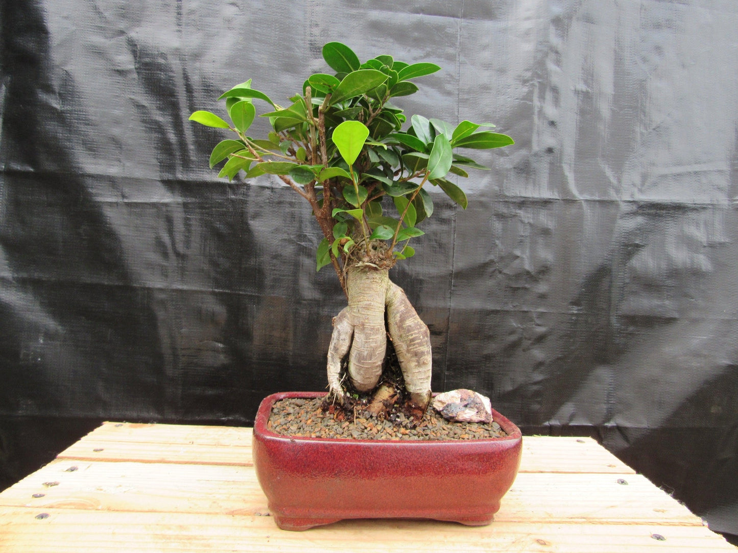 Medium Ginseng Bonsai Tree