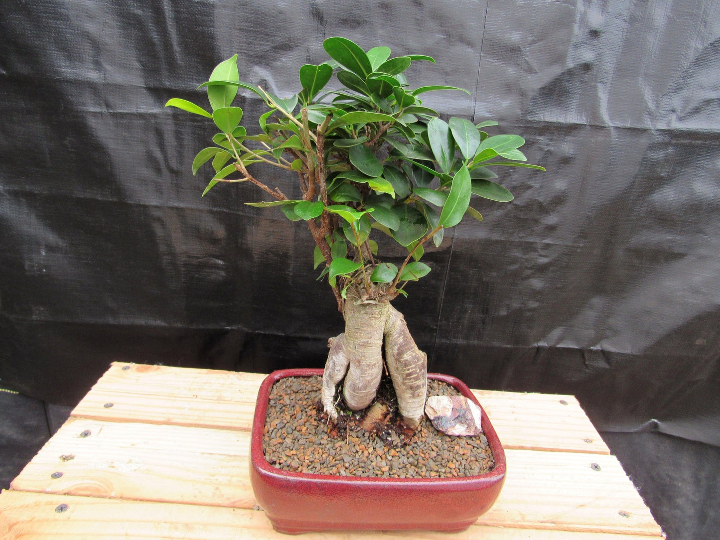 Medium Ginseng Bonsai Tree