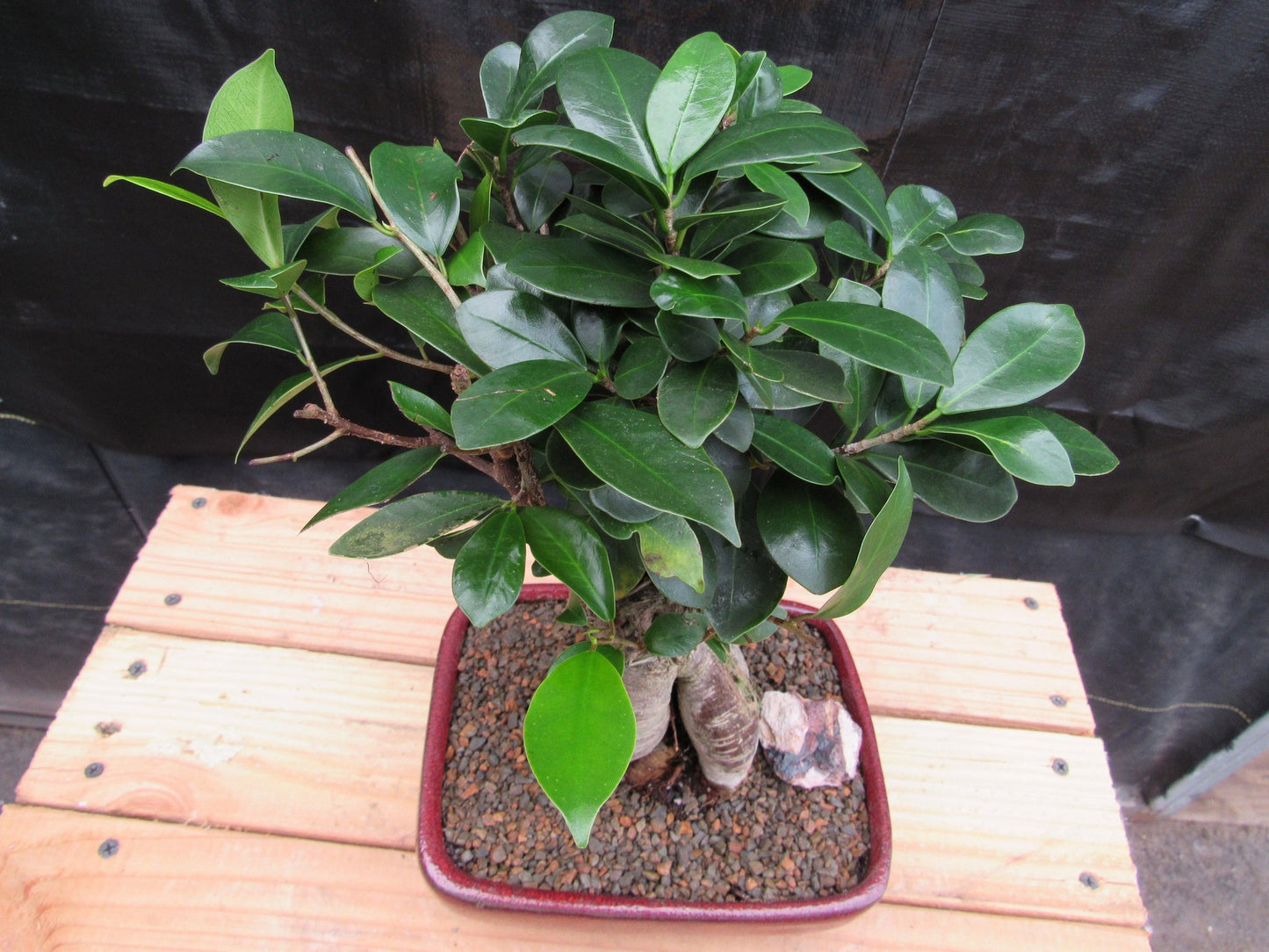 Medium Ginseng Bonsai Tree