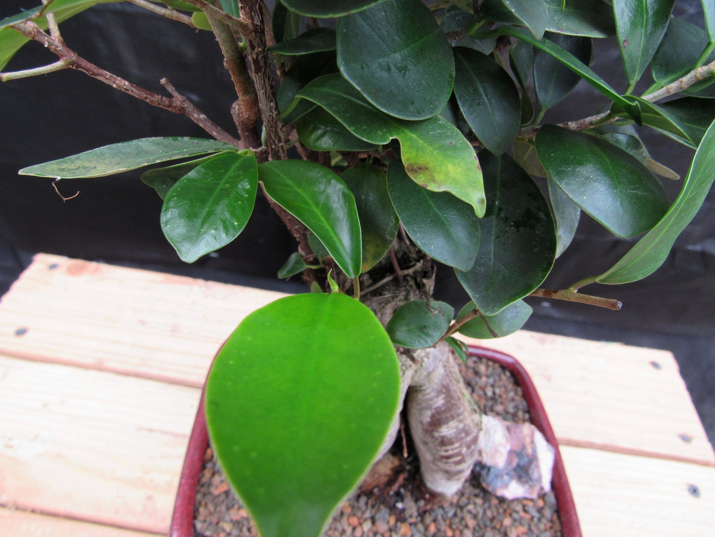 Medium Ginseng Bonsai Tree