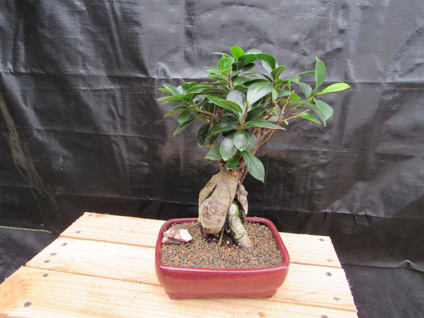 Medium Ginseng Bonsai Tree