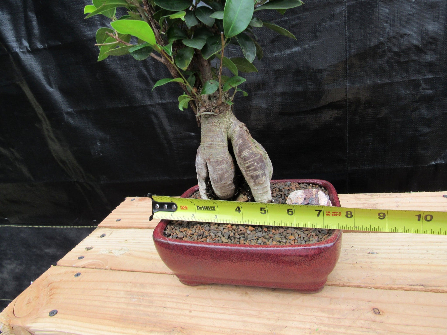 Medium Ginseng Bonsai Tree