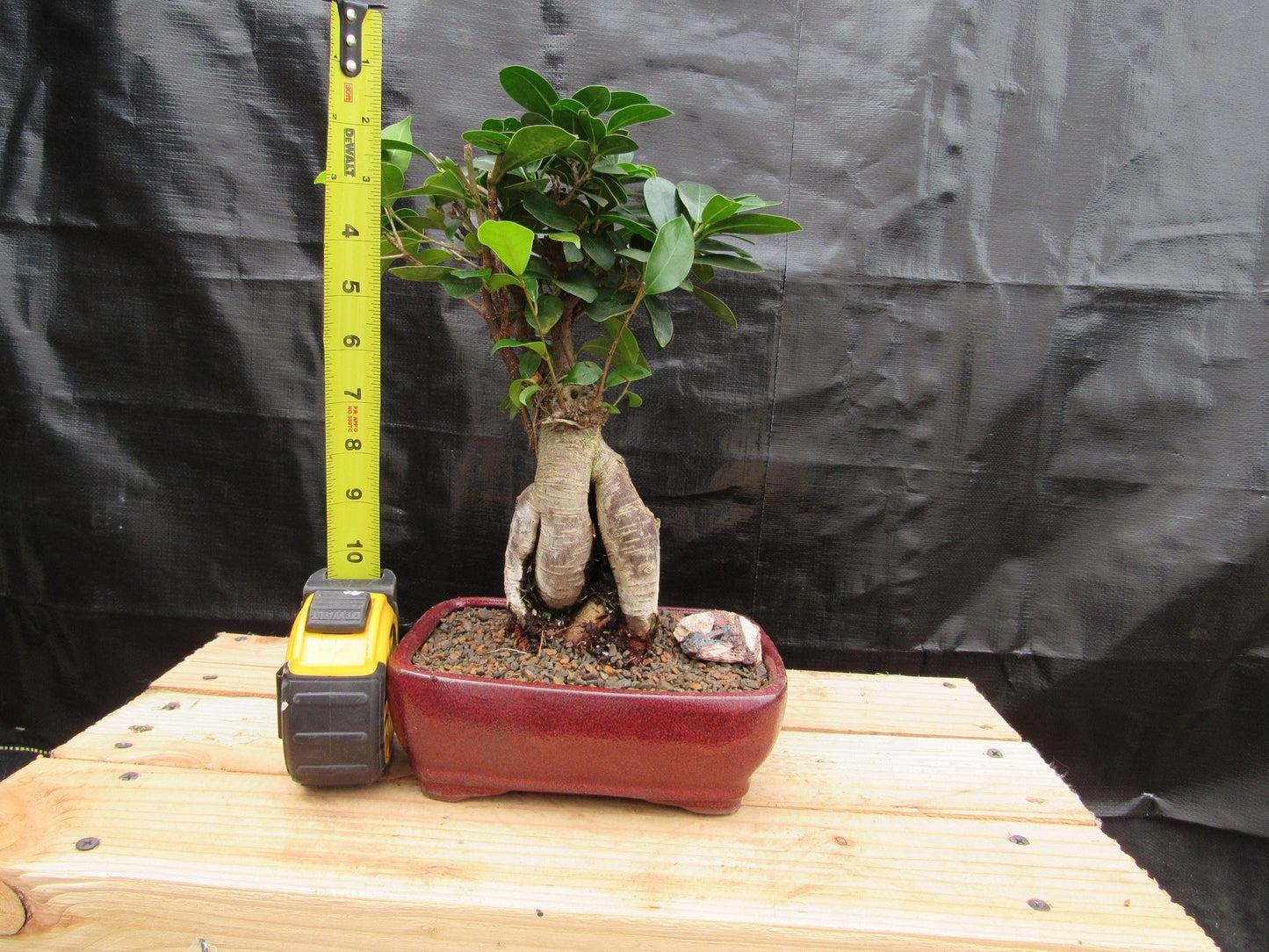 Medium Ginseng Bonsai Tree