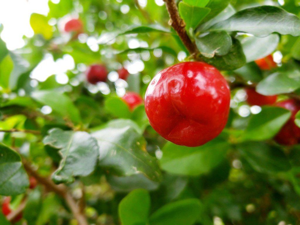 Medium Weeping Barbados Cherry Bonsai Tree