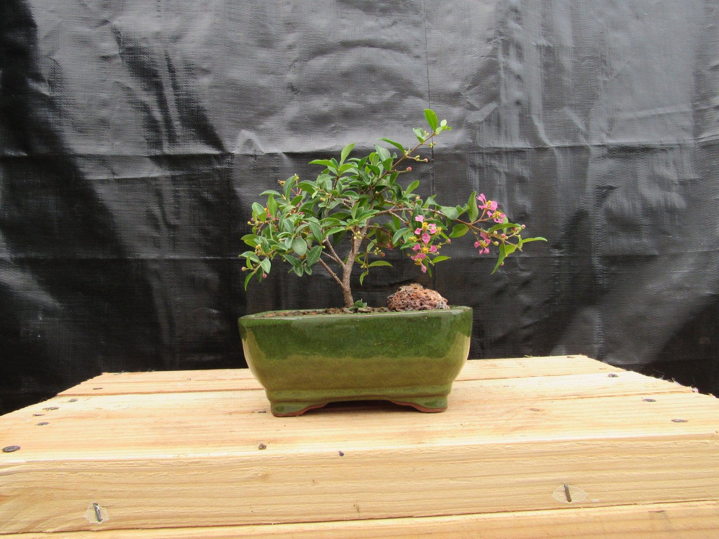 Medium Weeping Barbados Cherry Bonsai Tree