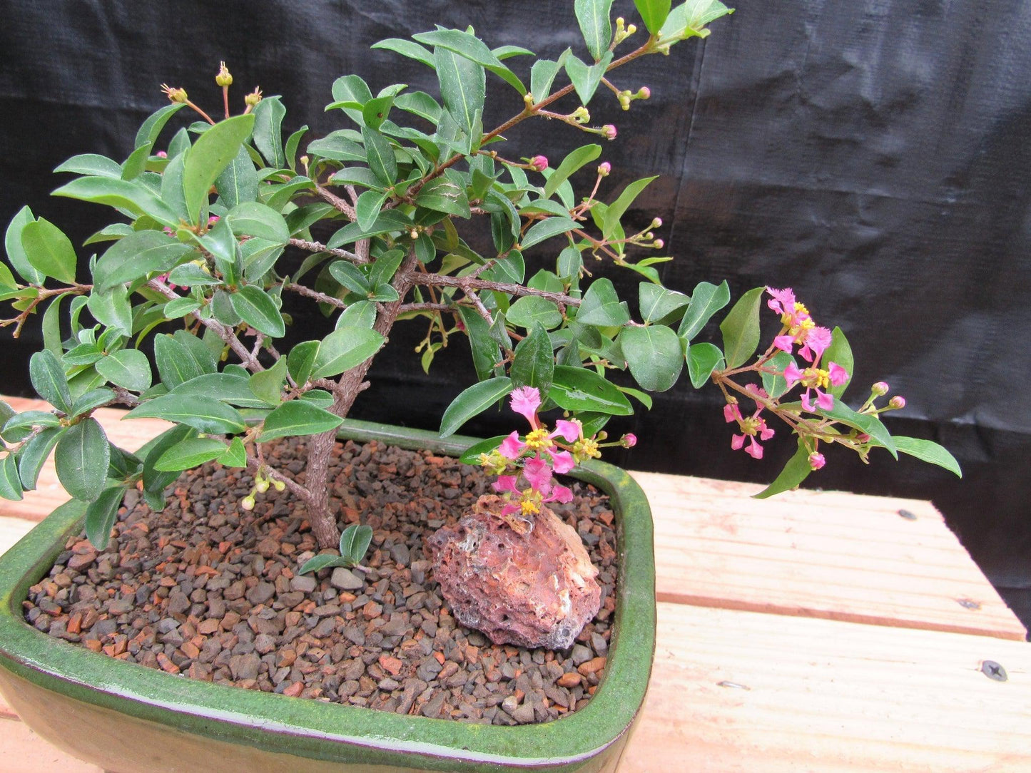 Medium Weeping Barbados Cherry Bonsai Tree