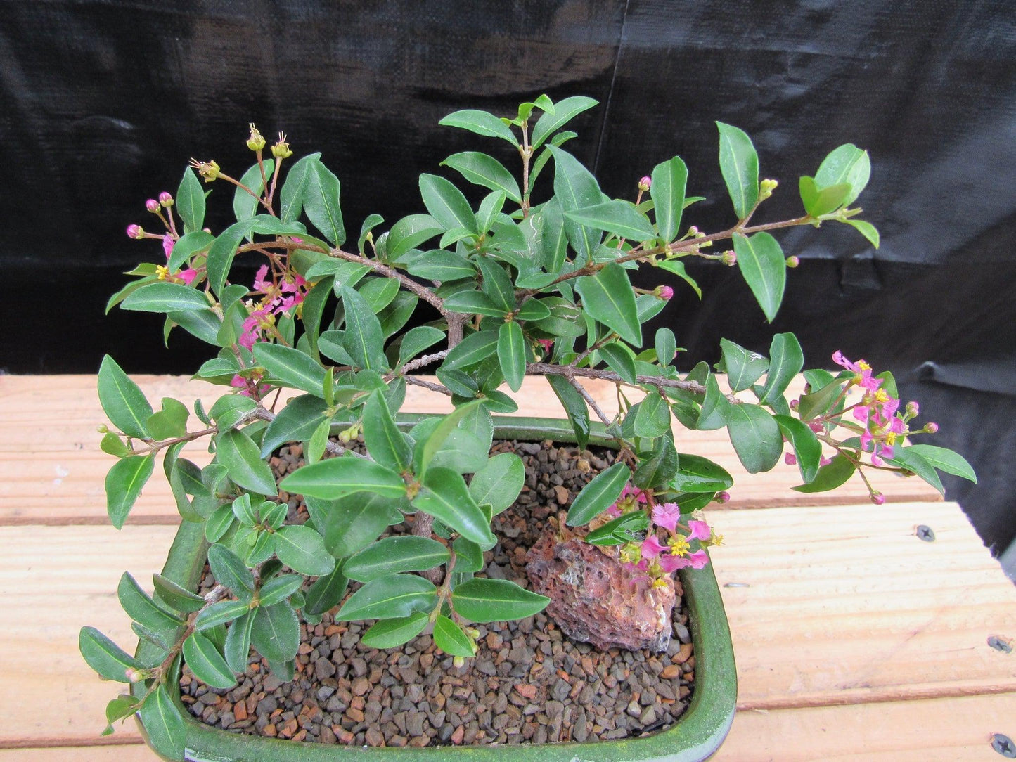 Medium Weeping Barbados Cherry Bonsai Tree