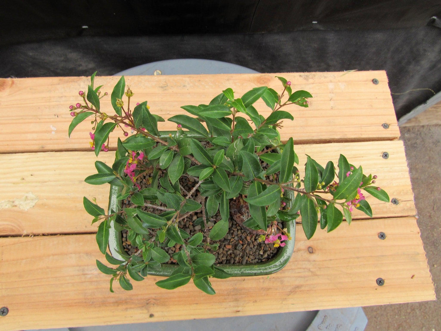 Medium Weeping Barbados Cherry Bonsai Tree