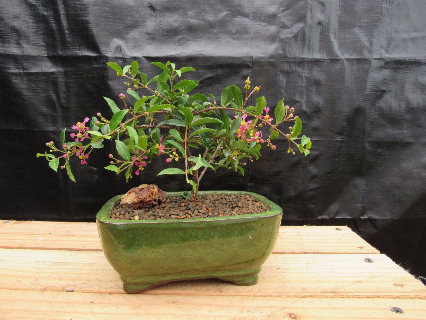 Medium Weeping Barbados Cherry Bonsai Tree