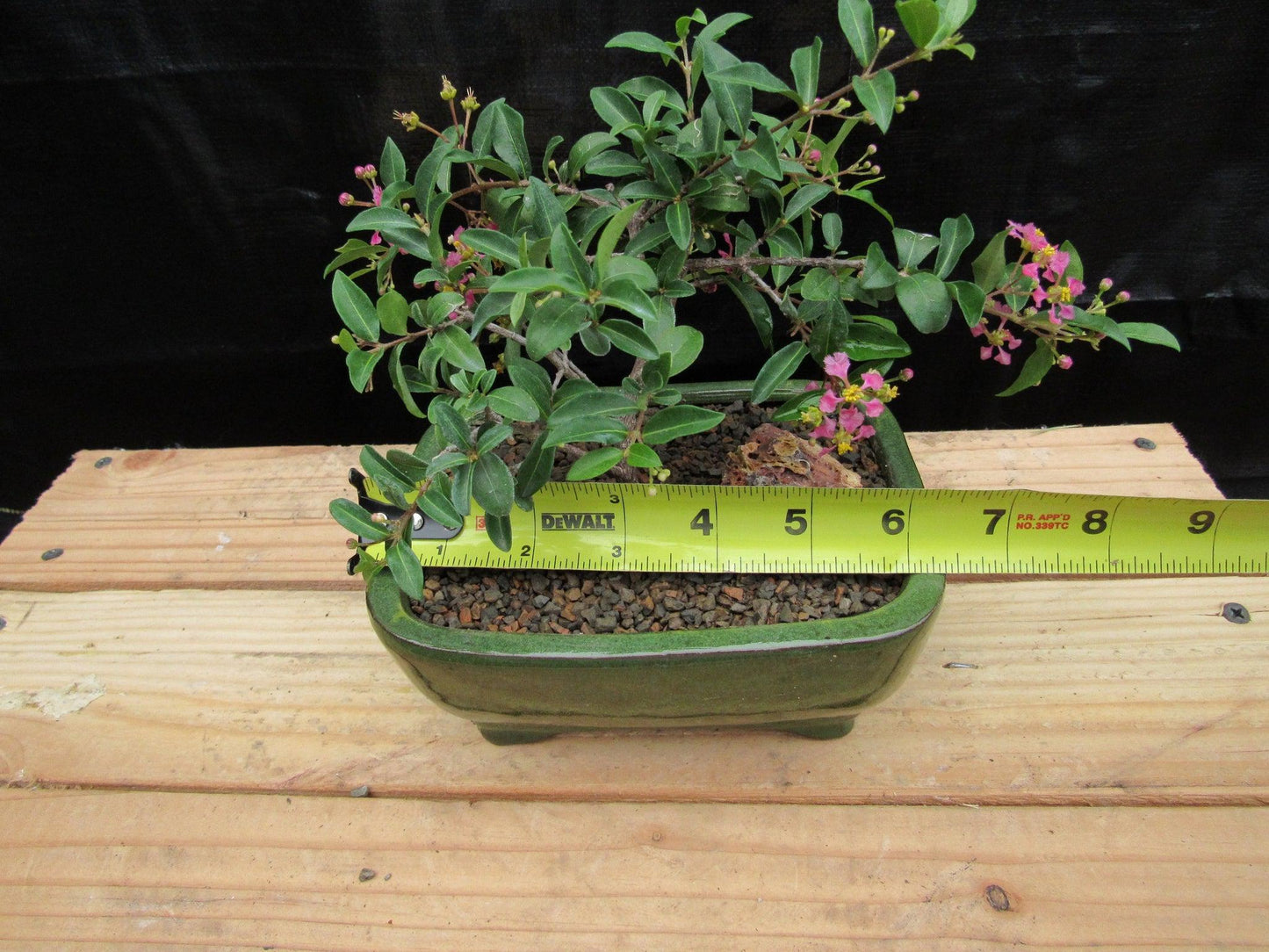 Medium Weeping Barbados Cherry Bonsai Tree