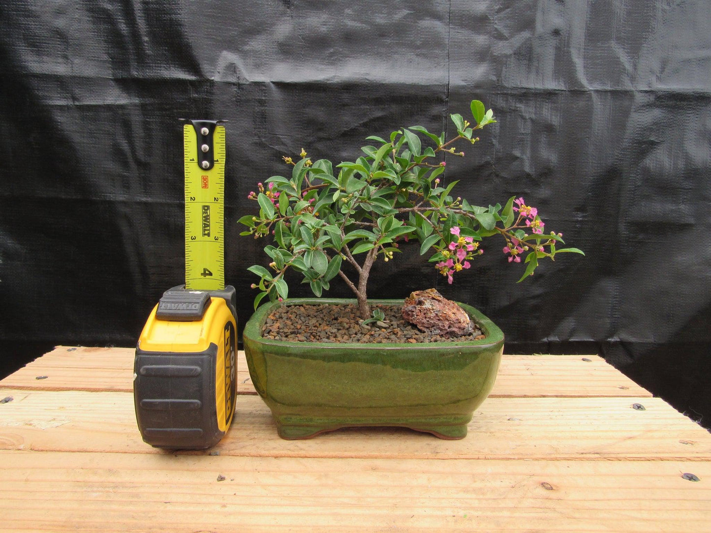 Medium Weeping Barbados Cherry Bonsai Tree