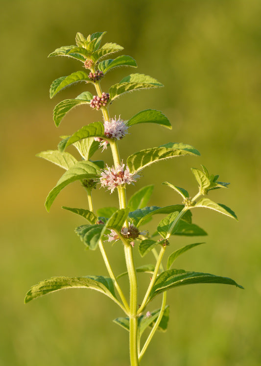 Wild Mint