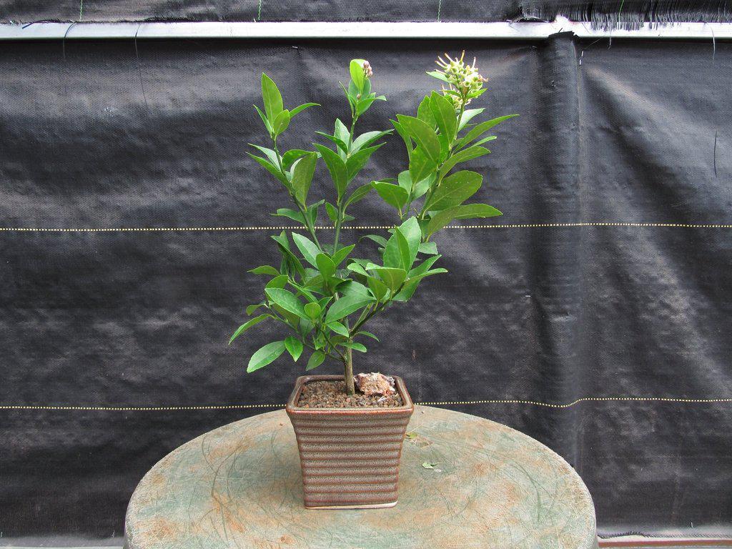 Meyer Lemon Bonsai Tree