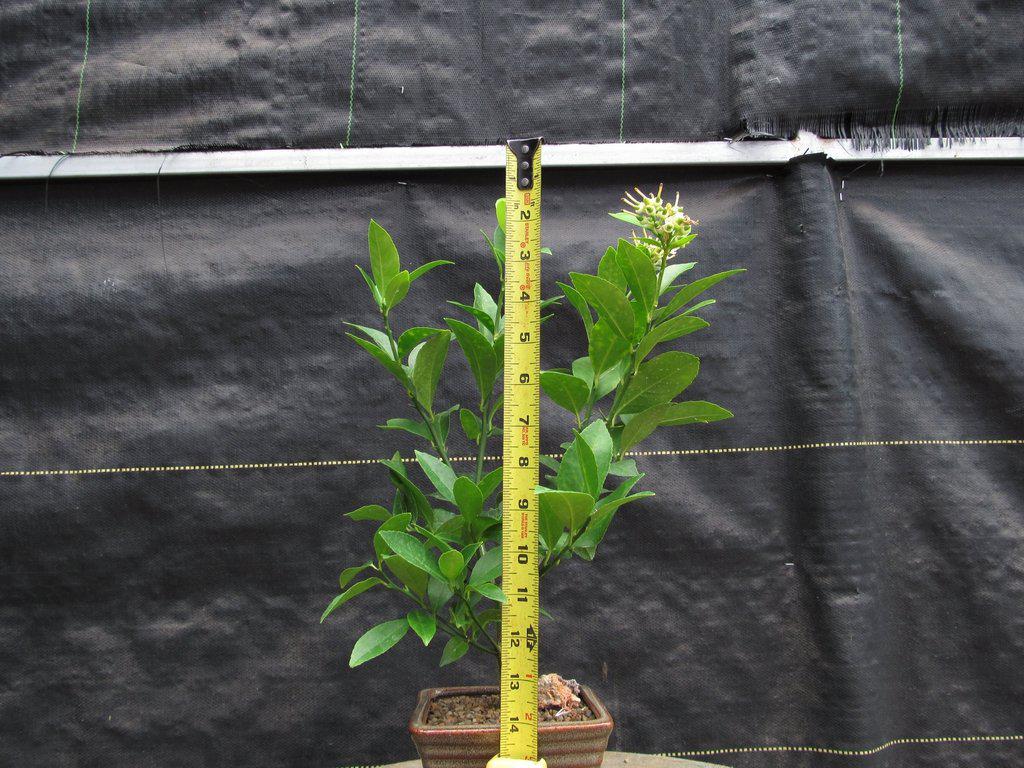 Meyer Lemon Bonsai Tree