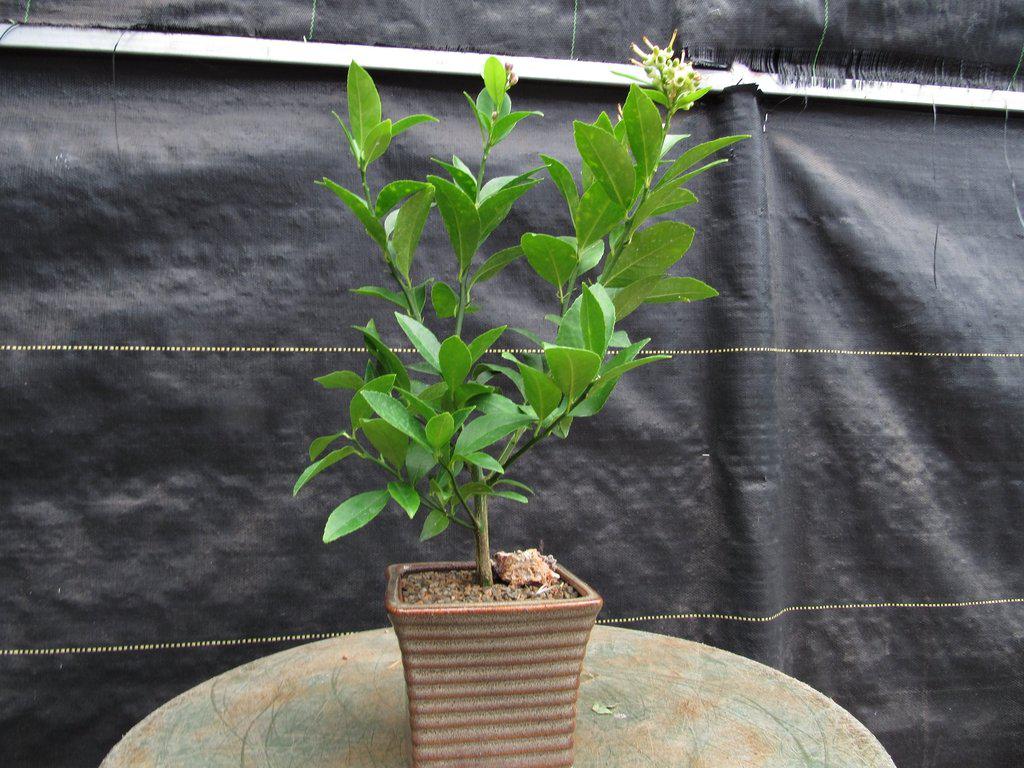 Meyer Lemon Bonsai Tree