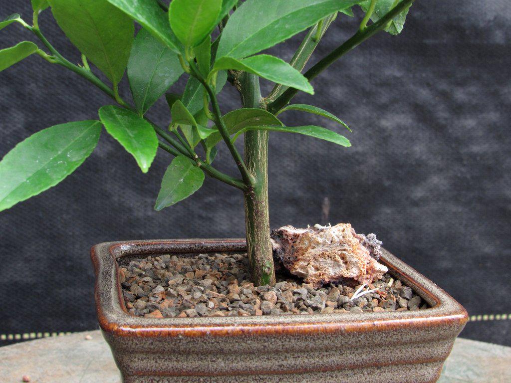 Meyer Lemon Bonsai Tree