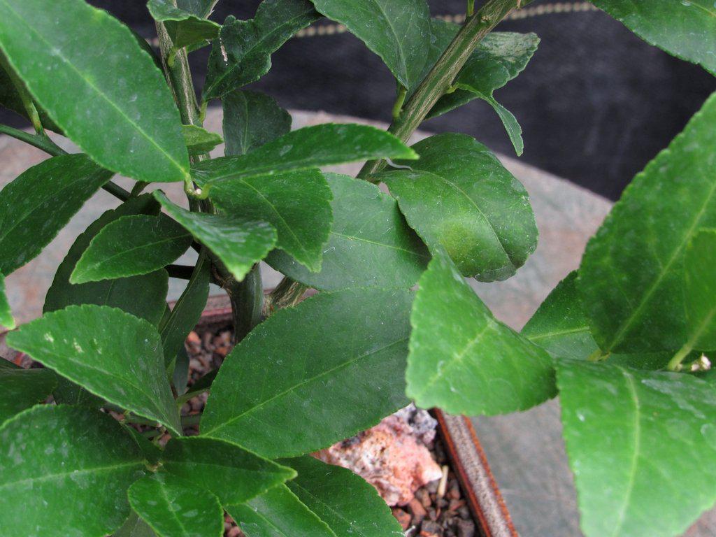 Meyer Lemon Bonsai Tree