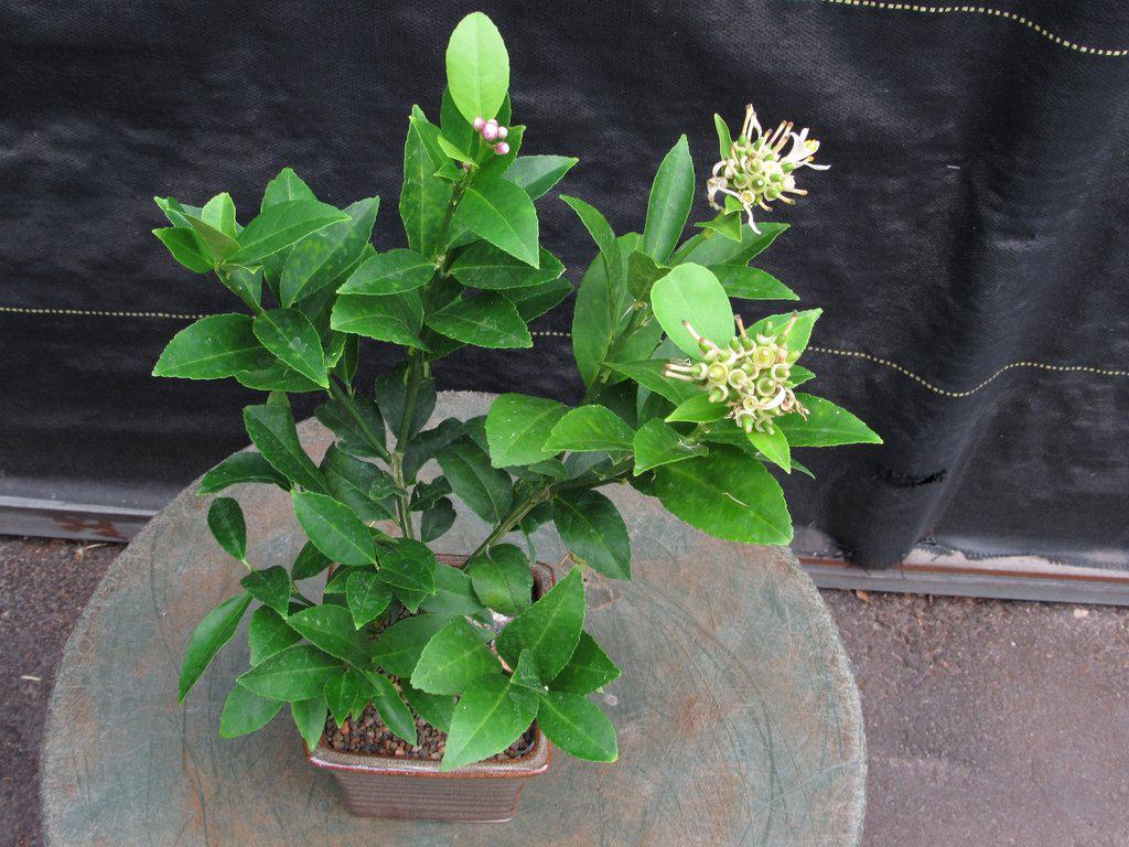 Meyer Lemon Bonsai Tree