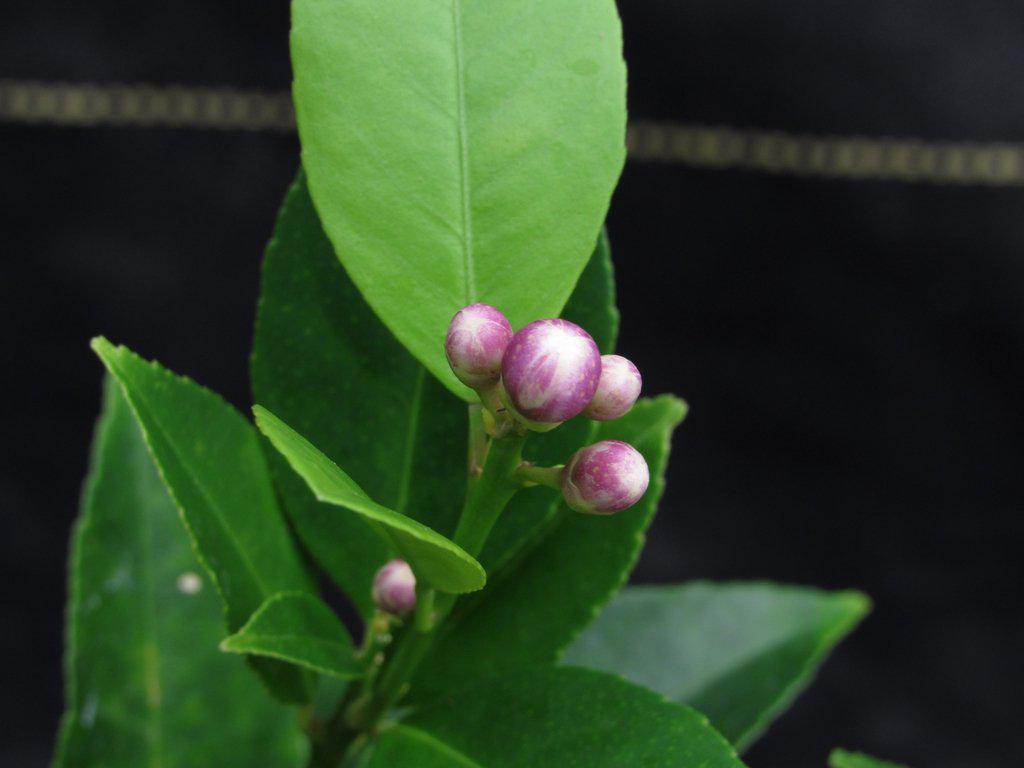 Meyer Lemon Bonsai Tree