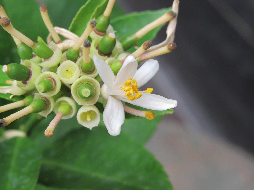 Meyer Lemon Bonsai Tree