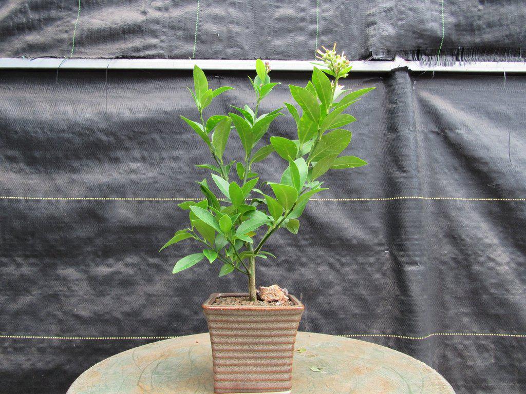 Meyer Lemon Bonsai Tree