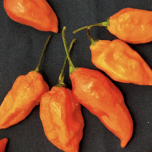 Orange Ghost Pepper Seeds