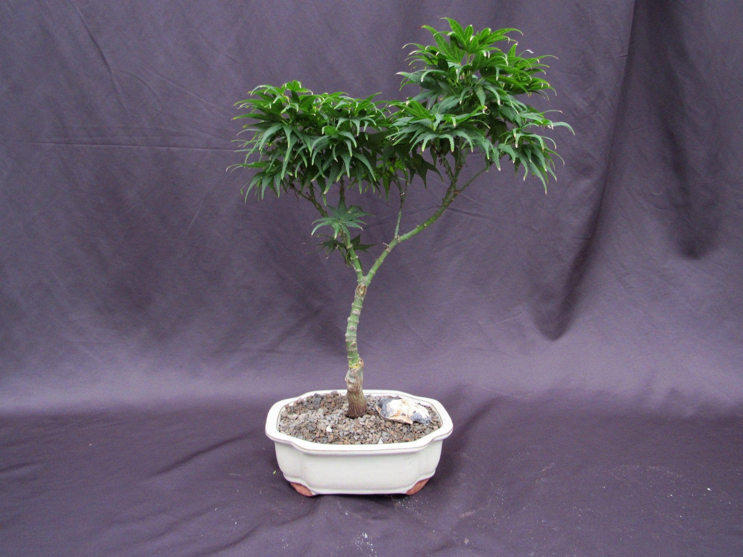 Mikawa Yatsubusa Japanese Maple Bonsai Tree