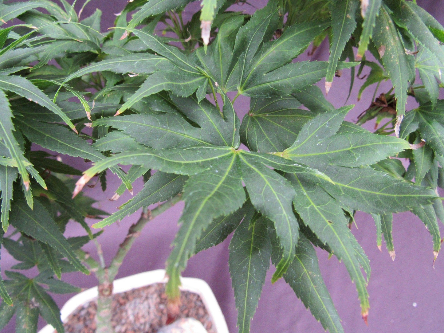 Mikawa Yatsubusa Japanese Maple Bonsai Tree