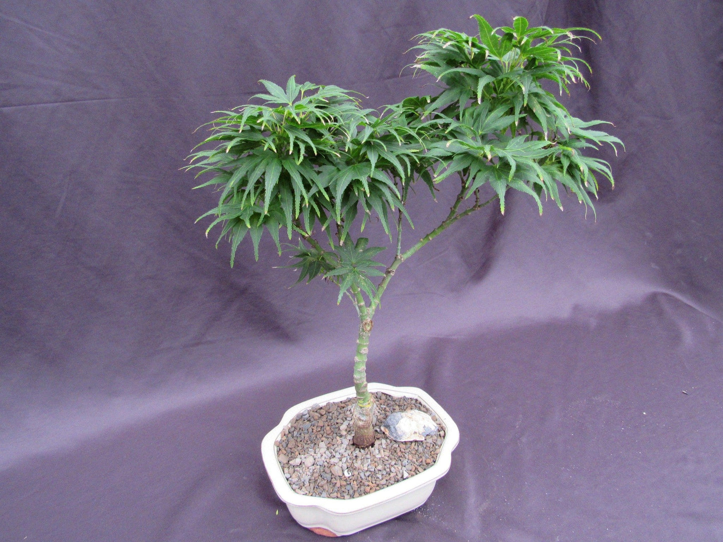 Mikawa Yatsubusa Japanese Maple Bonsai Tree